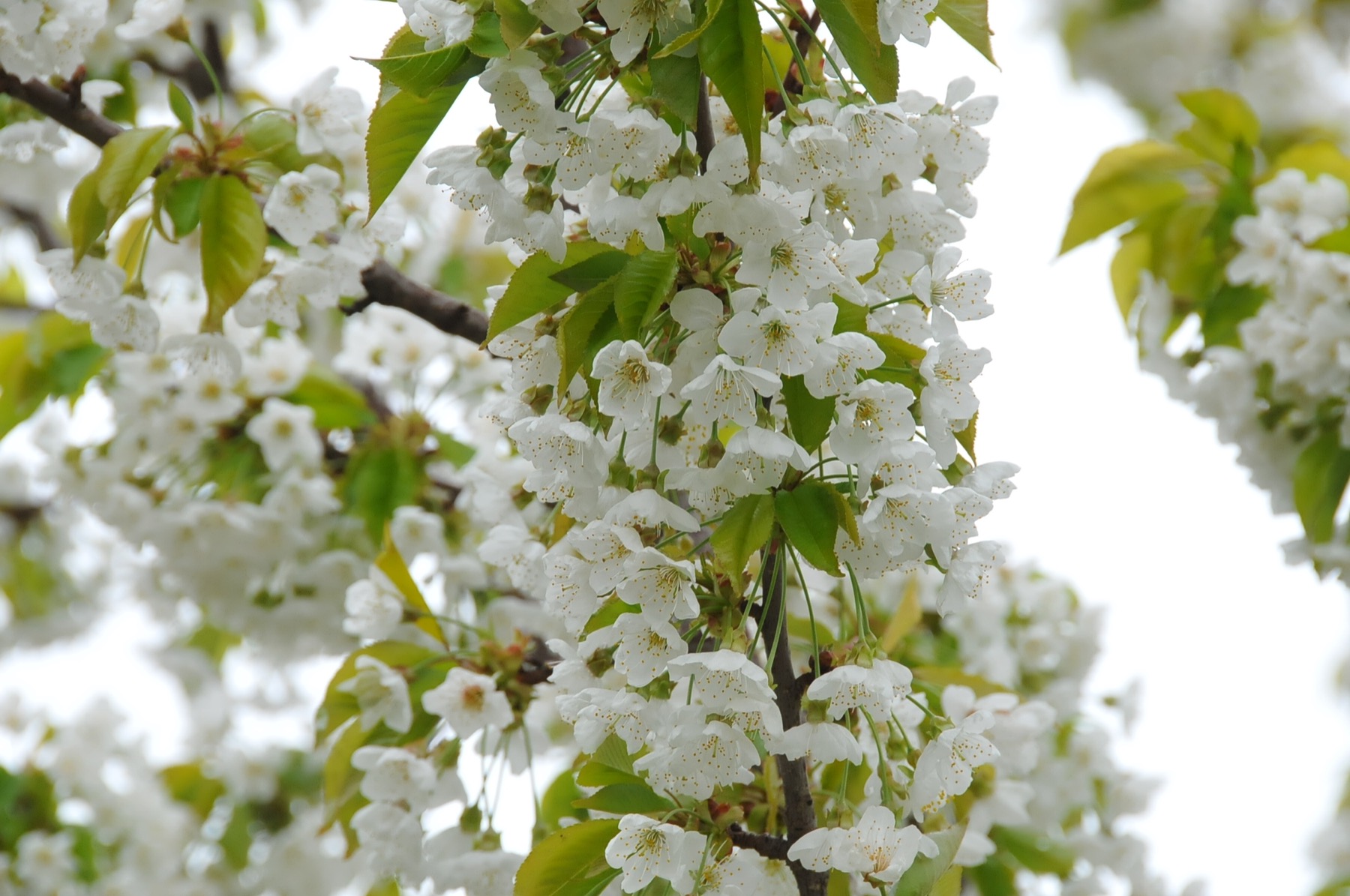 Aksehir kiraz cicekleri 001