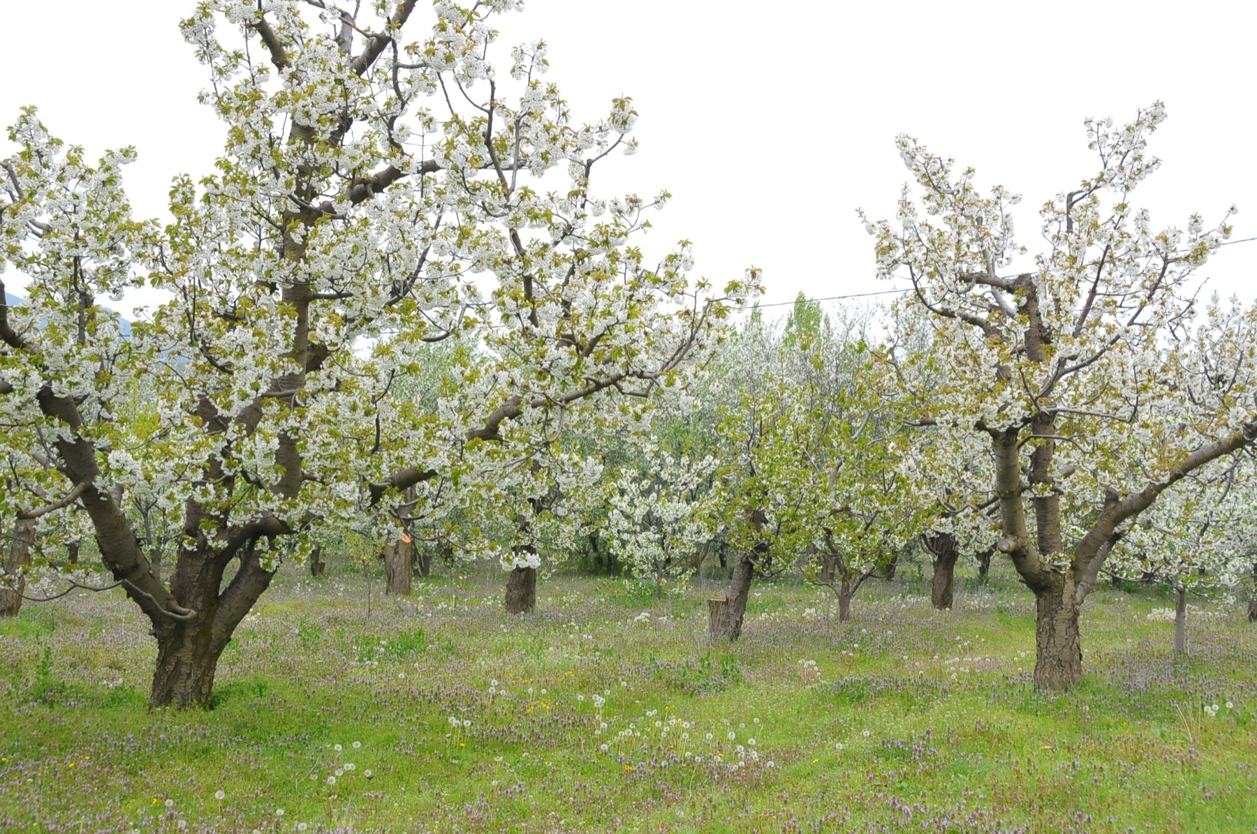 Aksehir kiraz cicekleri 004
