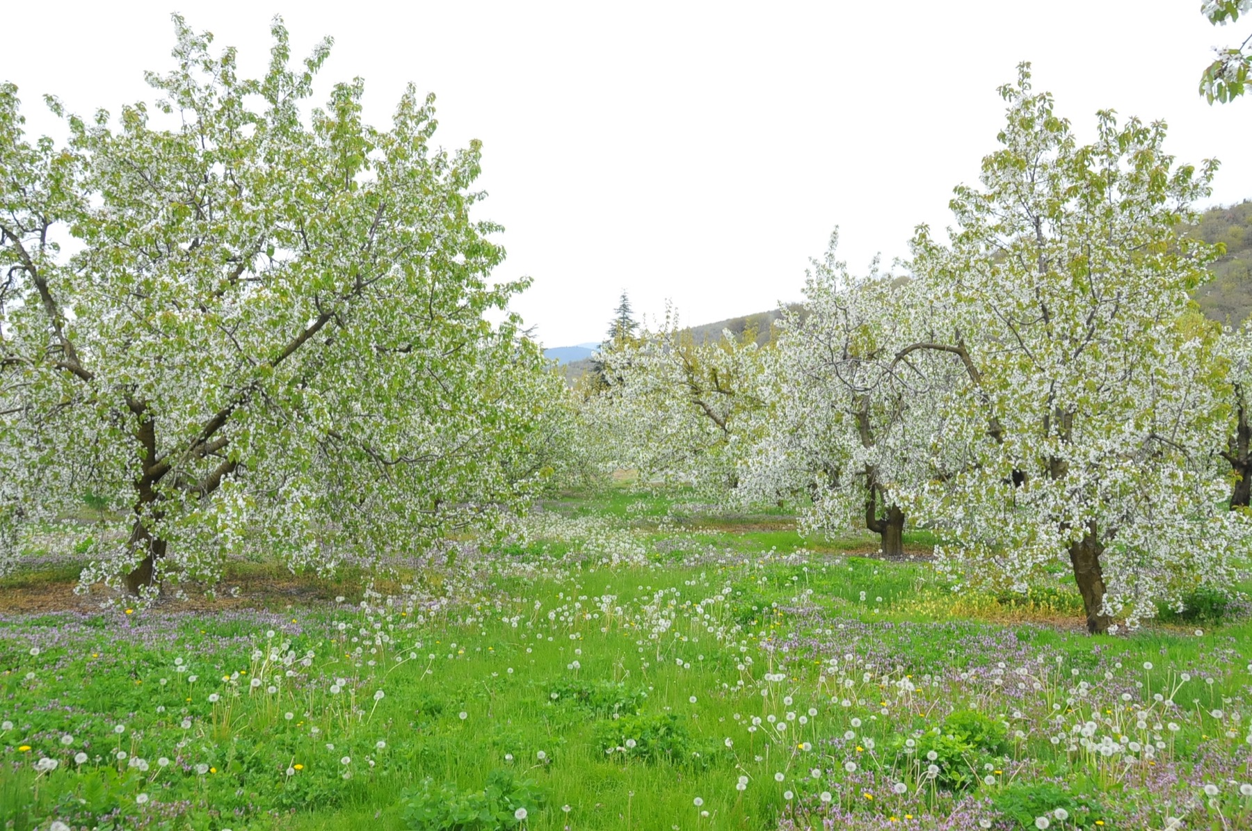Aksehir kiraz cicekleri 005