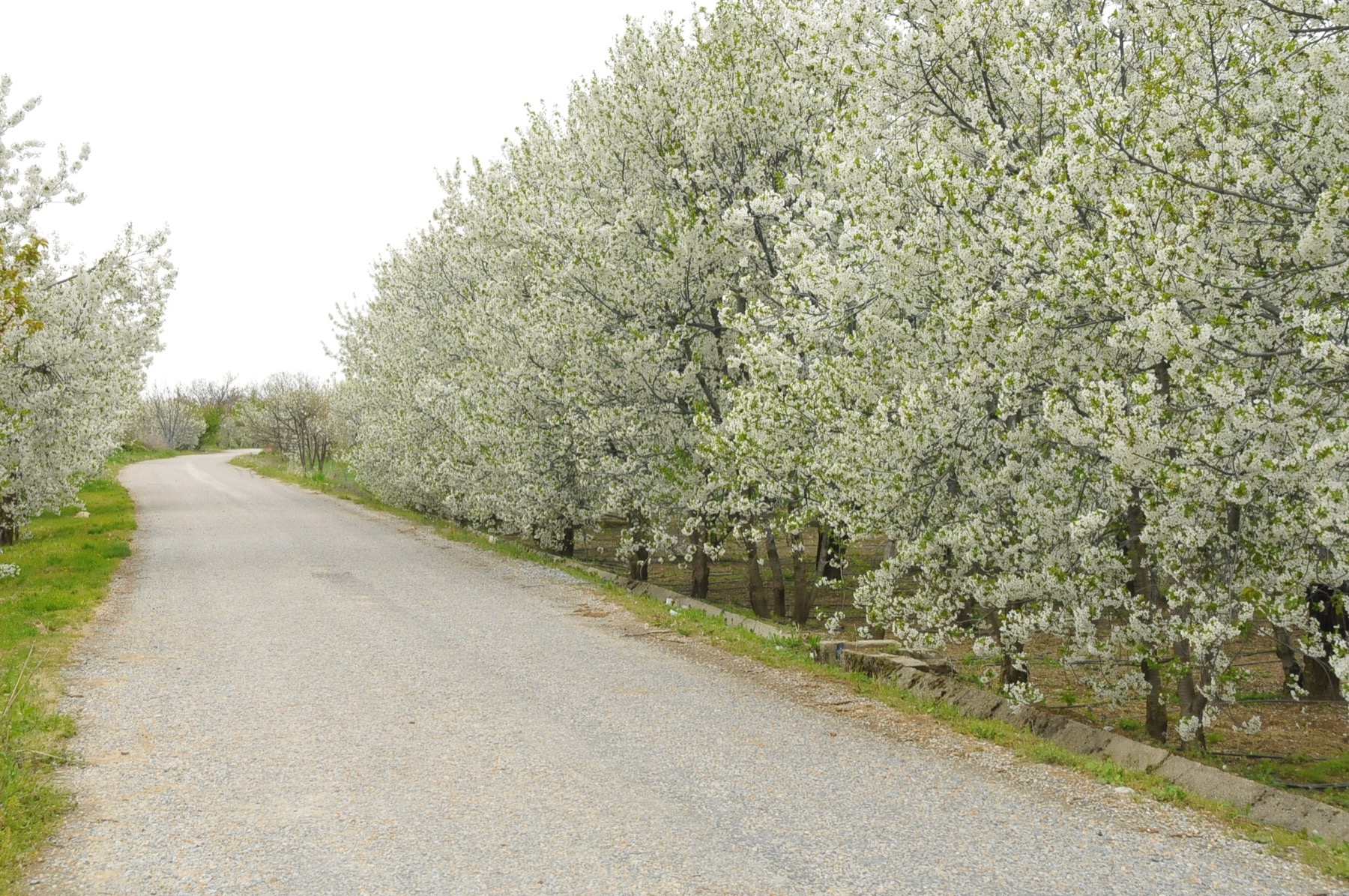 Aksehir kiraz cicekleri 006