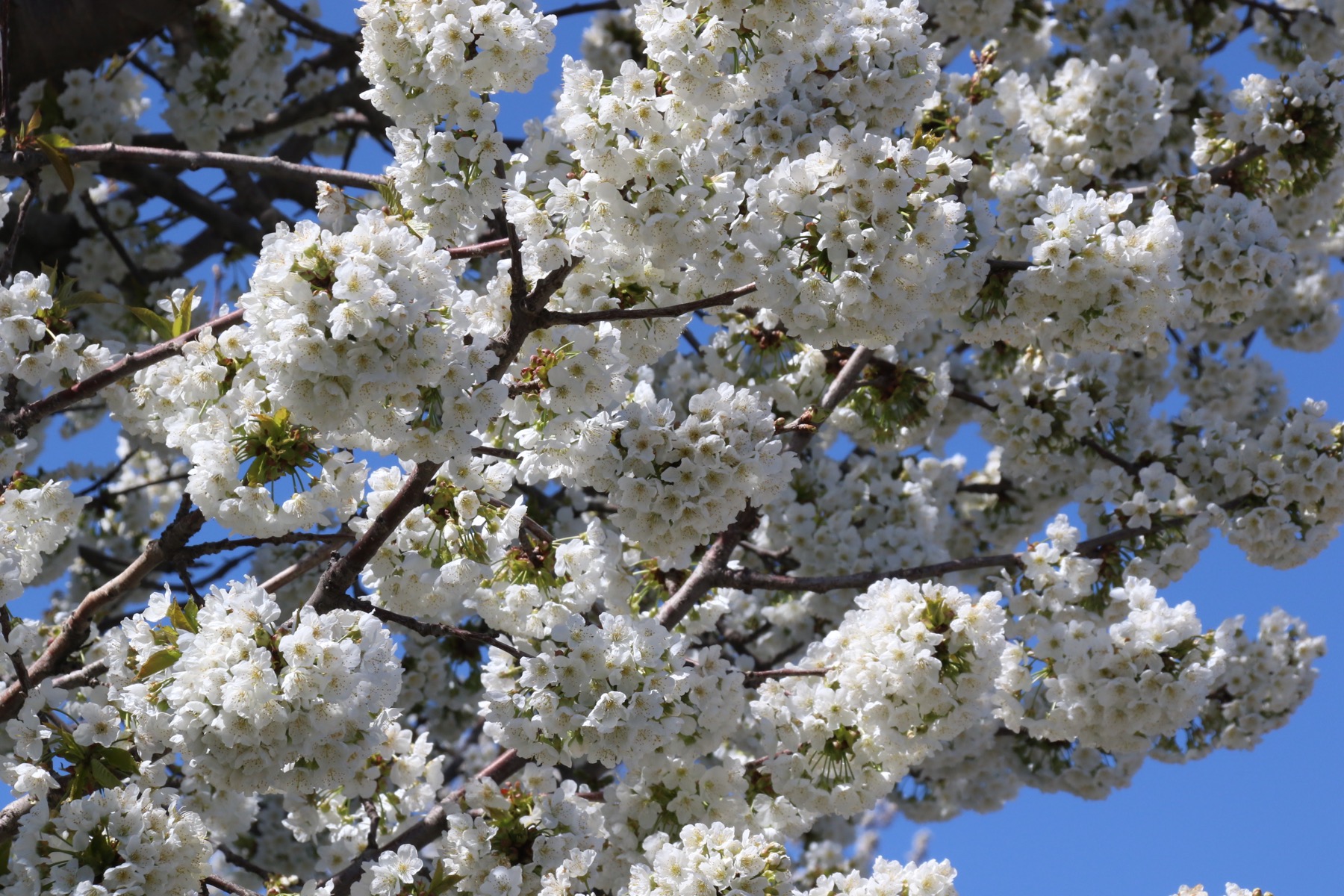 Aksehir kiraz cicekleri 008