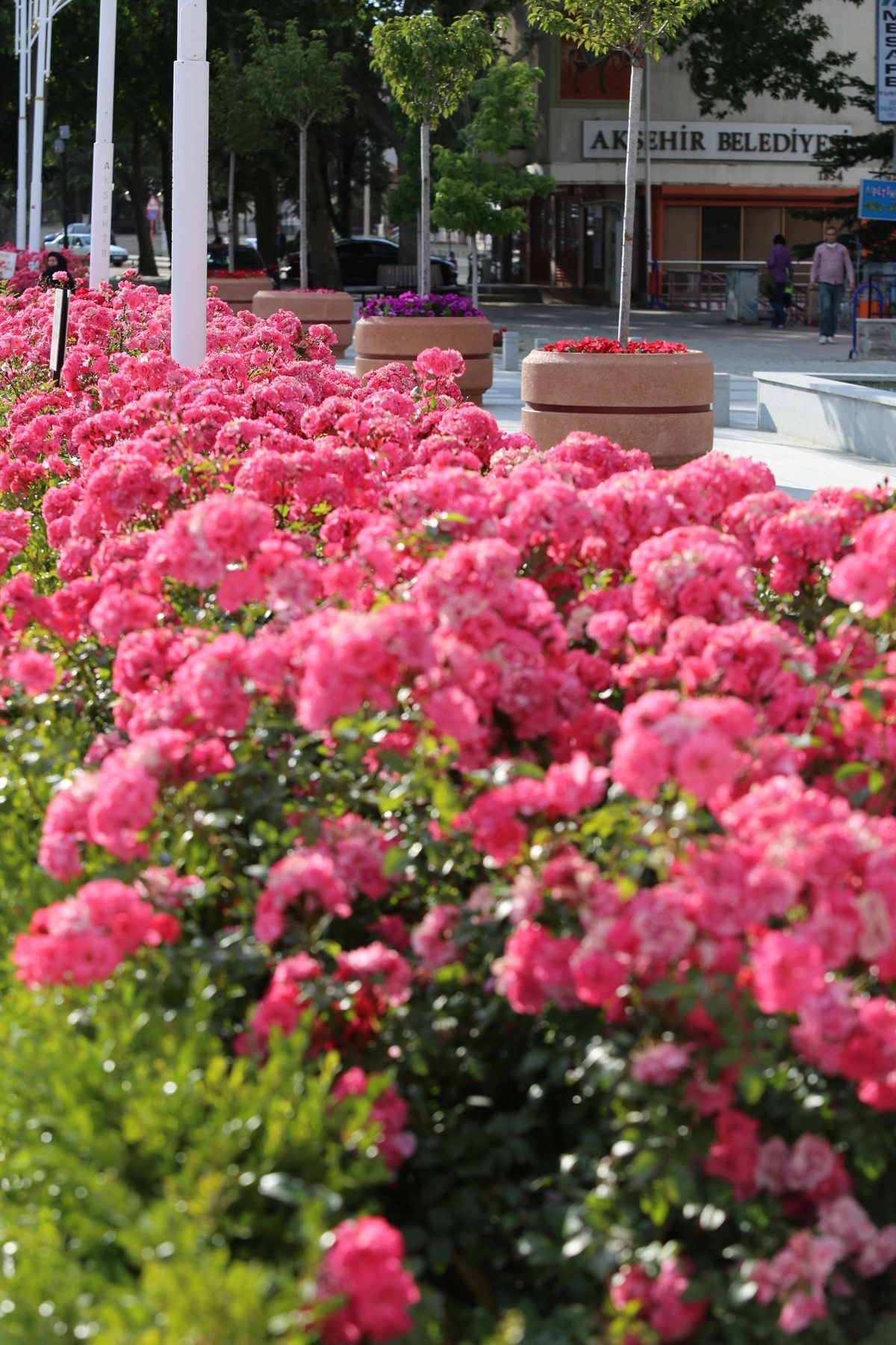 Ciceklerle aksehir 001