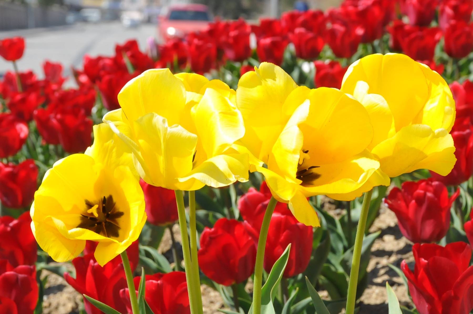 Ciceklerle aksehir 010